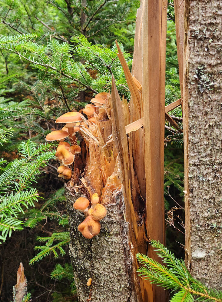 Slippery Jacks: A Beginner's Guide to Identification and Foraging - Mushroom  Appreciation